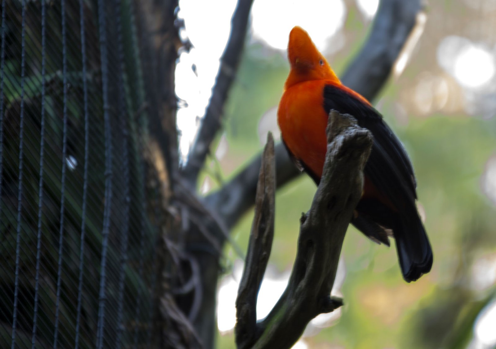 San Diego Zoo Part I 134